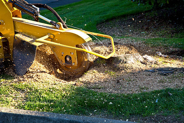 Tree Service Company in La Verkin, UT